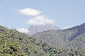 The cloud forest near the Cock of the Rock leks in the Manu reserve 